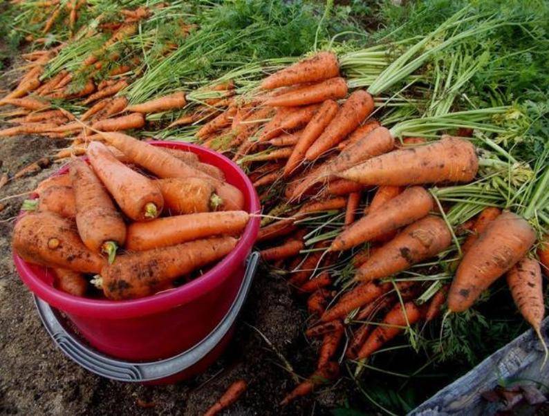 Как выращивать морковь на грядке: секреты большого урожая