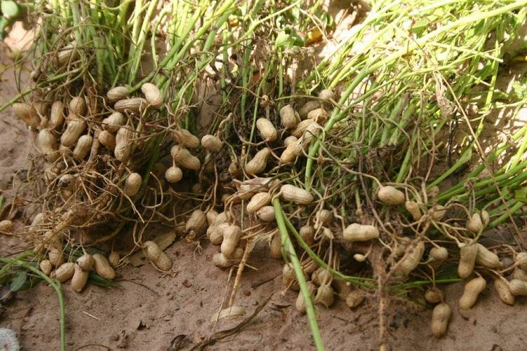 Где в россии выращивают арахис в промышленных масштабах - сад и огород