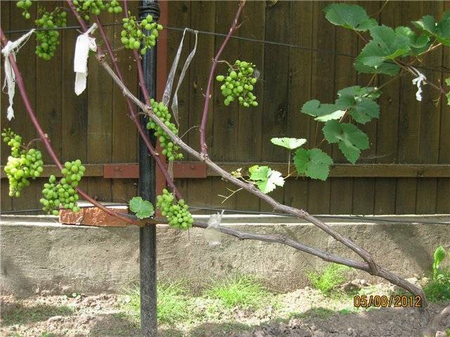 Формировки неукрывных виноградников