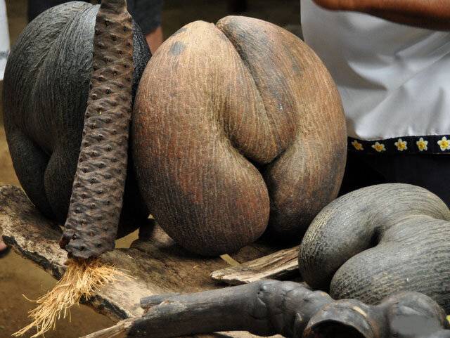 Чем полезен кокос для организма человека? - семейная клиника опора г. екатеринбург