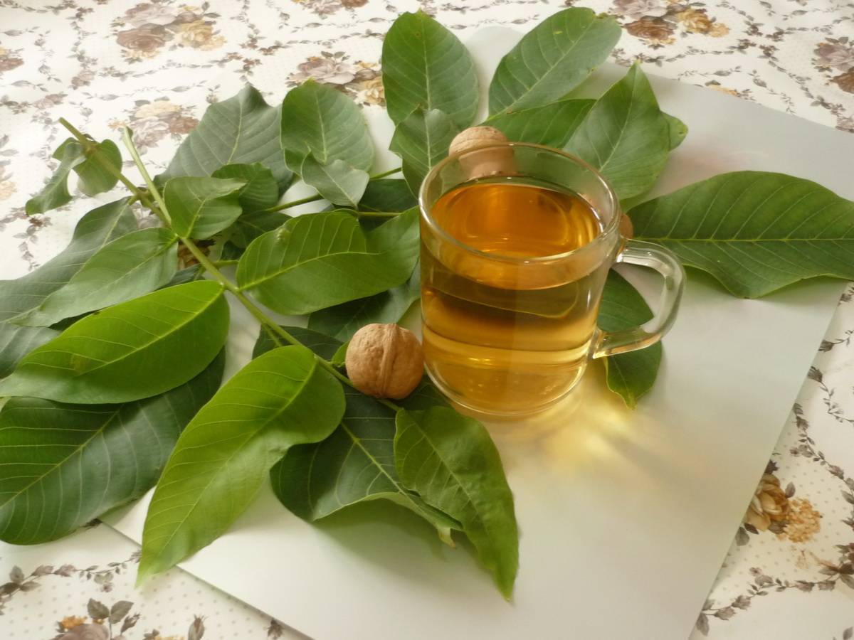 Листья грецкого ореха: полезные и лечебные свойства, применение в народной медицине, вред, польза масла, чая