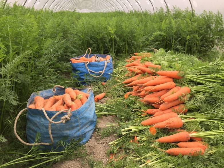 Почему морковь может получиться мелкой? как вырастить крупный и сладкий овощ, какие сорта лучше?
