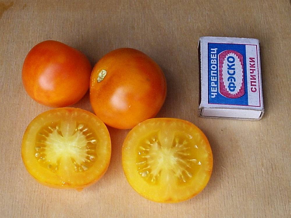 Лучшие сорта томатов для нижегородской области