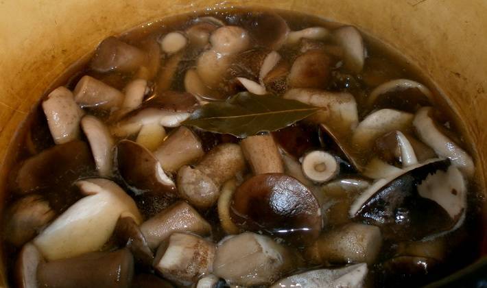 Топ-8 рецептов приготовления блюд из грибов валуев в домашних условиях