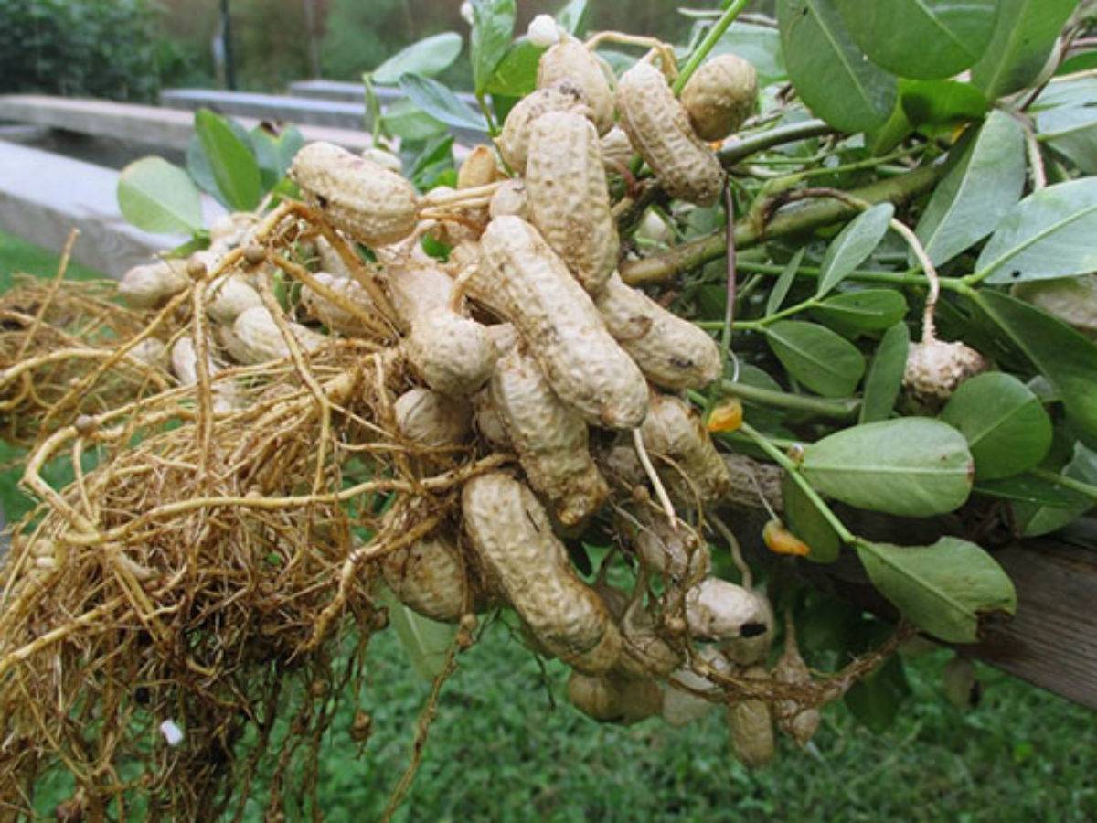 Как растет арахис – над почвой или под ней, что является родиной происхождения земляного ореха, где выращивают и как выглядит на фото?