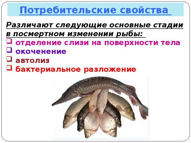 Б. т. репников. товароведение и биохимия рыбных товаров