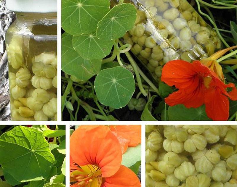 Ложные каперсы (из семян настурции): группа собираем урожай: хвастики, рецепты, заготовки