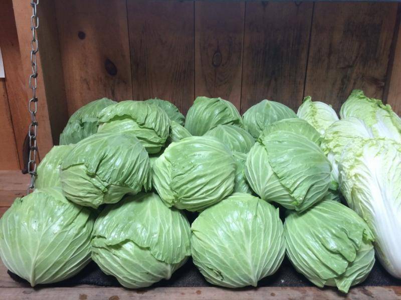 Лучшие сорта капусты для засолки и хранения: как выбрать, варианты для сибири и других регионов, отзывы
