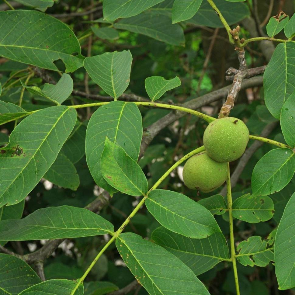 Как и где растёт грецкий орех: описание и фото дерева, плодов, листьев