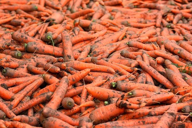 Как получить большой урожай моркови на грядках