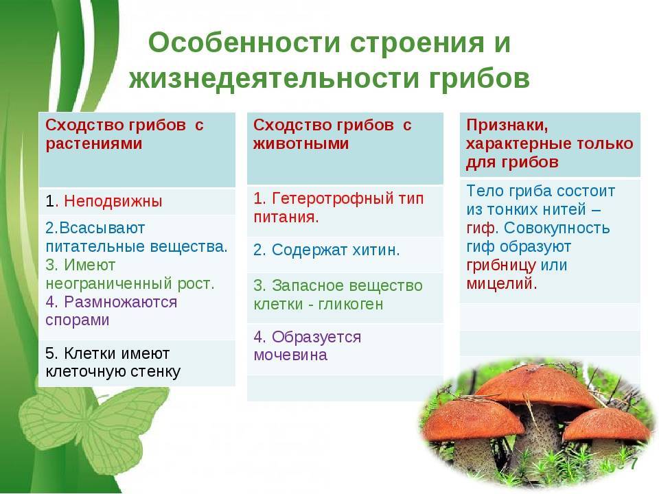 Значение грибов в природе и жизни человека: таблица