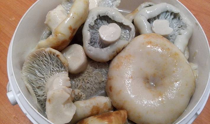 Соленые грибы: простые рецепты приготовления