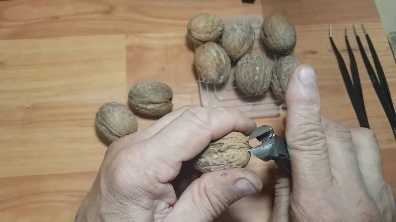 Как посадить грецкий орех на приусадебном участке
