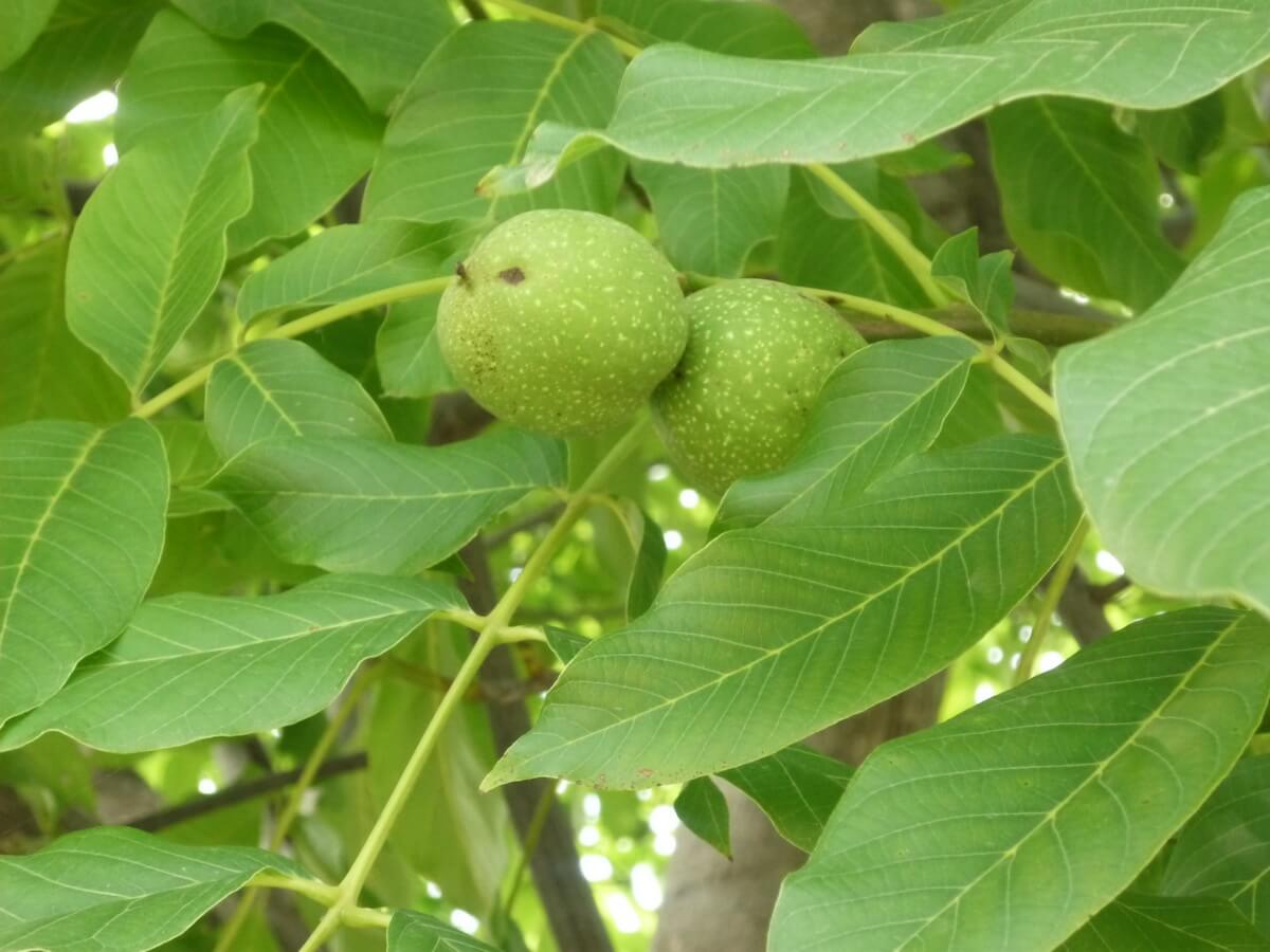 Свойства листьев грецкого ореха