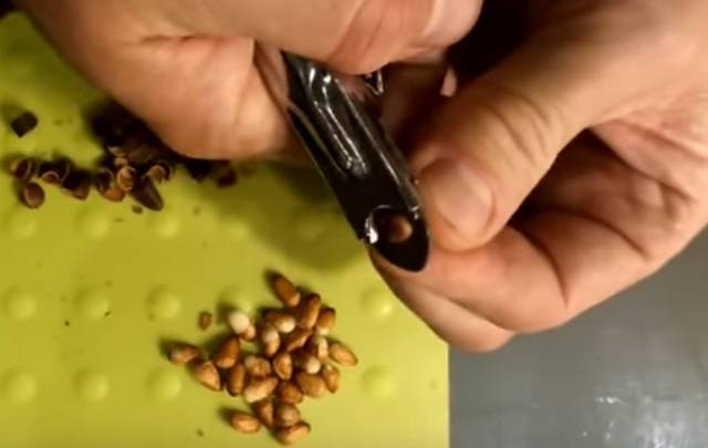 Как очистить кедровые орешки