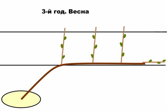Формировка фундука — вертикальный кордон Vertical cordon «Bibaum»
