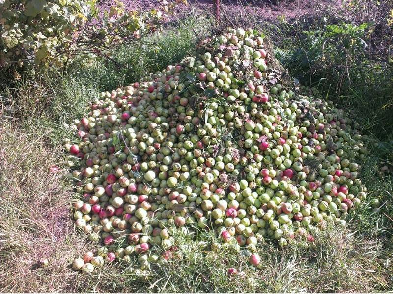 Чем подкормить яблоню чтобы не осыпались яблоки: что делать?