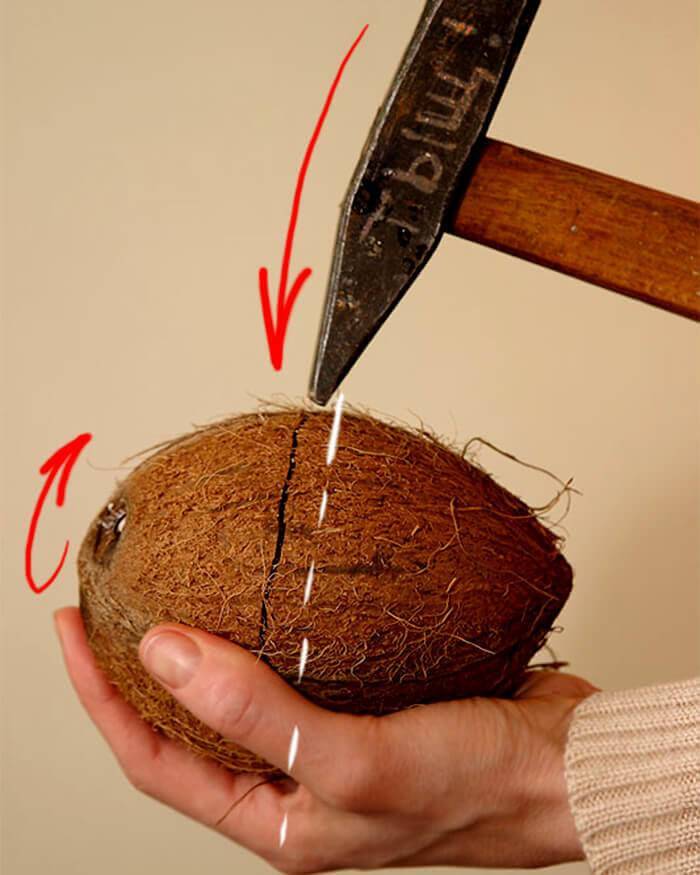 Как правильно открыть кокос в домашних условиях: быстрый способ, видео