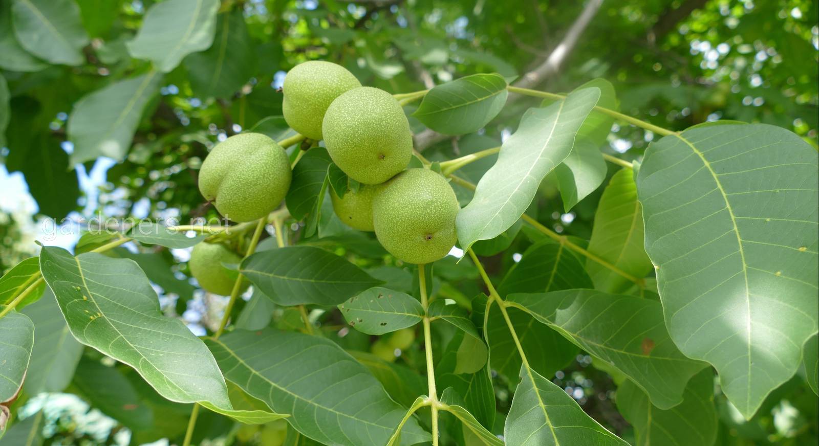 Дерево грецкого ореха и правила его выращивания