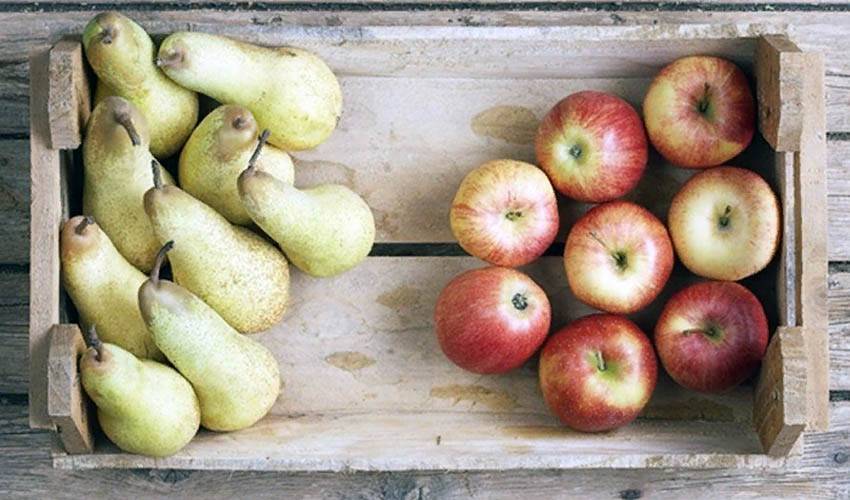 Режим хранения яблок и груш характеризуют следующие параметры