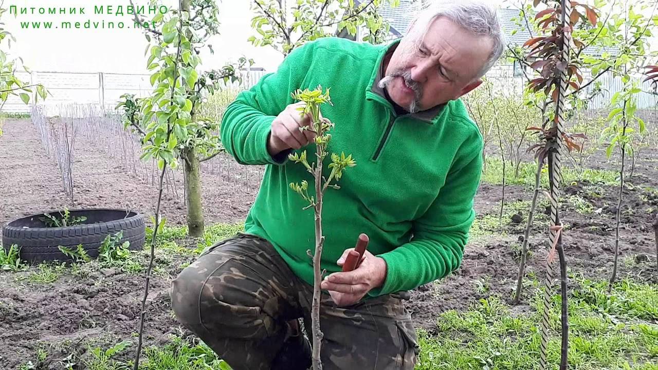 Выращивание грецкого ореха на украине как бизнес, урожайность грецкого ореха