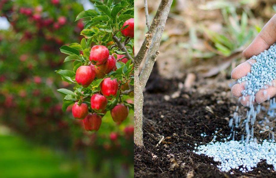 Чем подкормить саженцы плодовых деревьев, чтобы не навредить