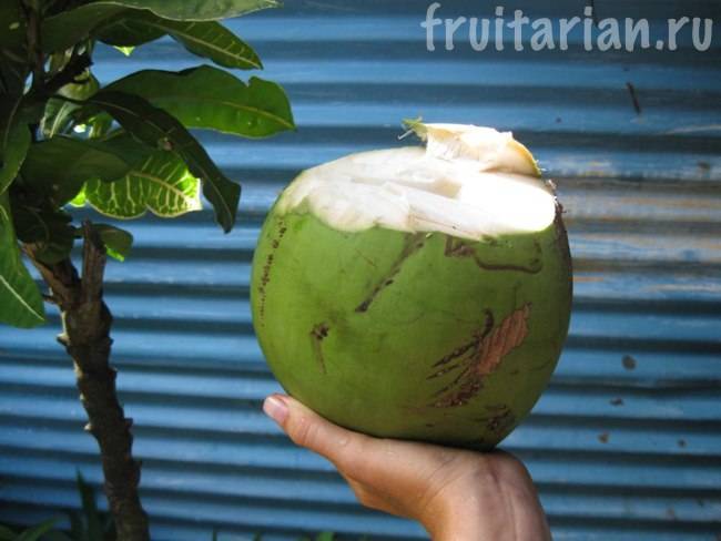 Что такое питьевой кокос? польза и вред, противопоказания и сферы применения