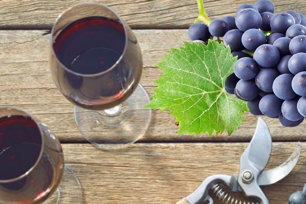 Вино из винограда – 7 простых рецептов в домашних условиях