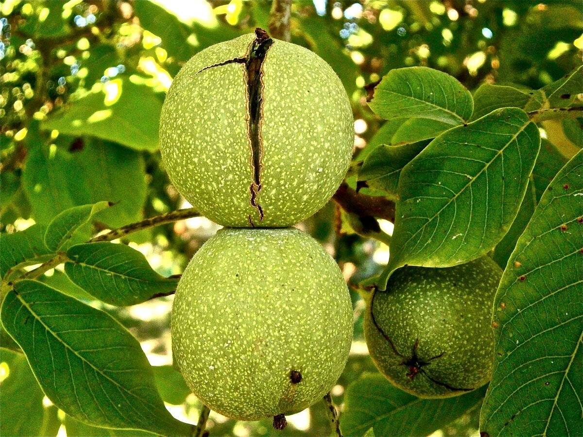 Как выглядит дерево грецкого ореха с плодами фото