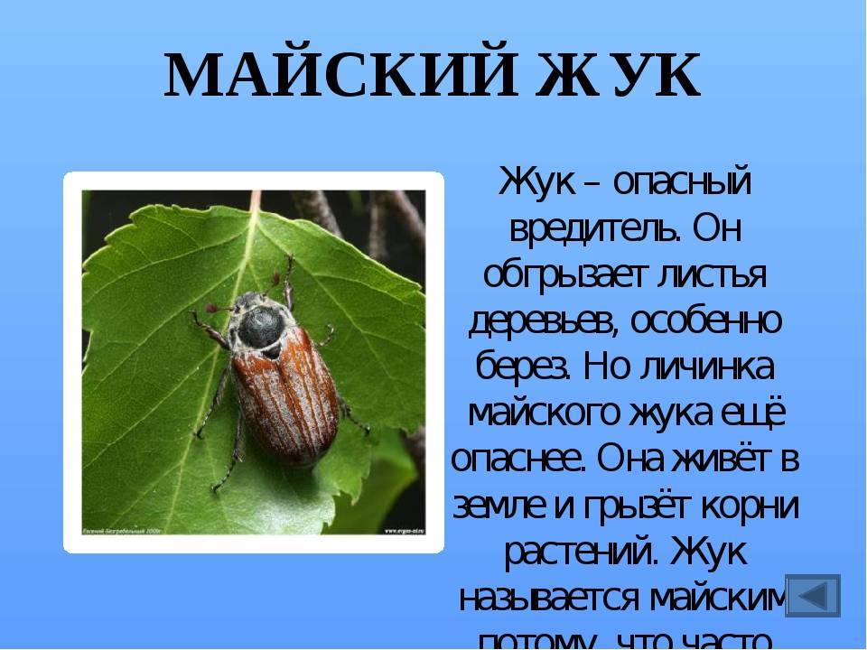 Боремся с личинками майского жука — ботаничка.ru