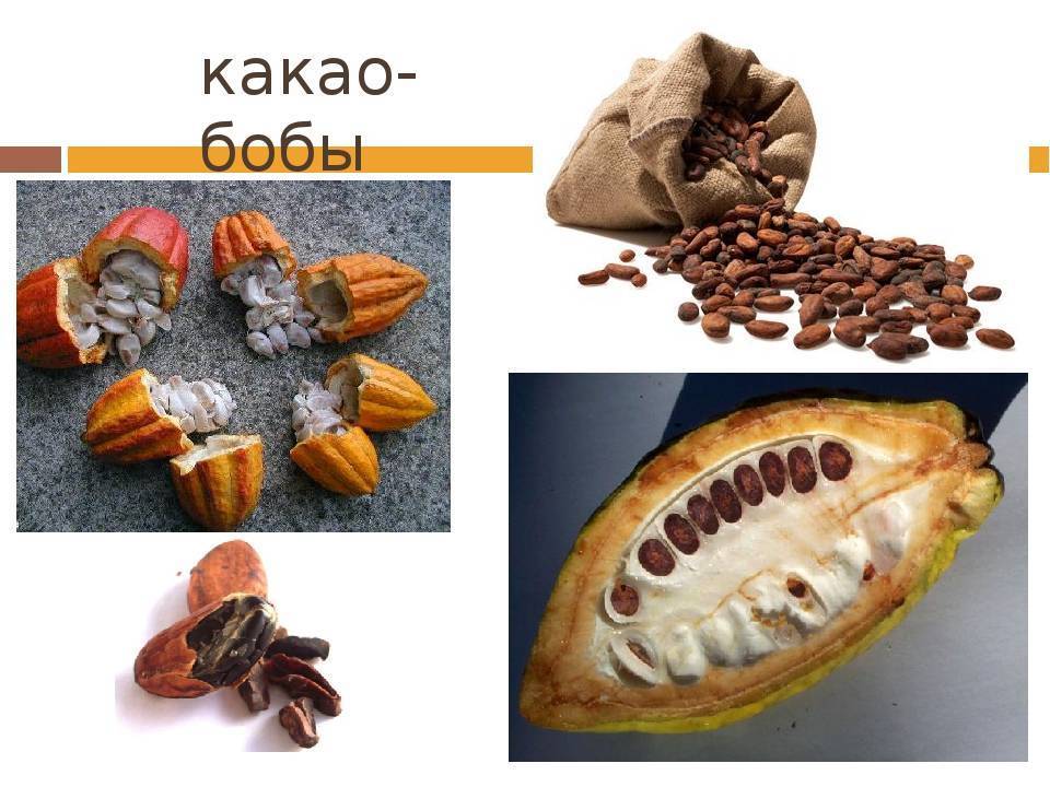 Бобы какао: польза и применение. какао-бобы: фото