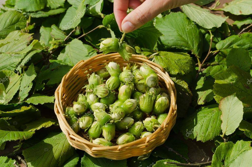 Выращивать грецкий орех в казахстане - не экзотика — портал ореховод