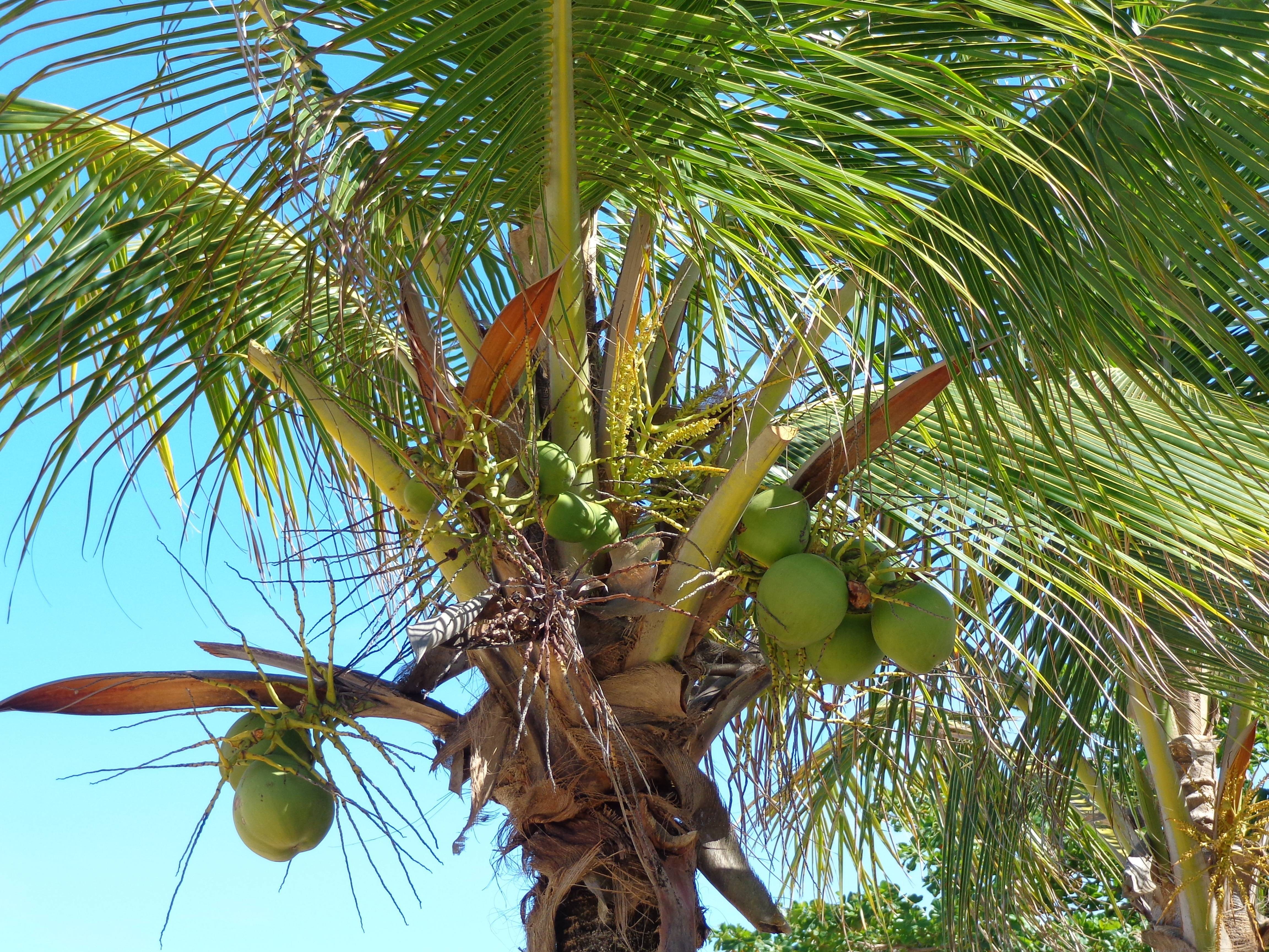 Кокосовая пальма: уход в домашних условиях, научное название, описание видов, болезни и вредители