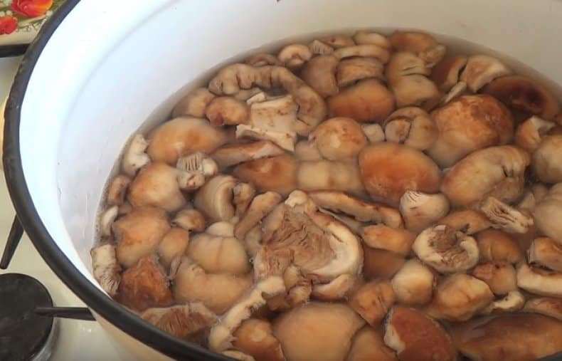 Как готовить гриб валуй на зиму: рецепты приготовления маринованных и соленых грибов