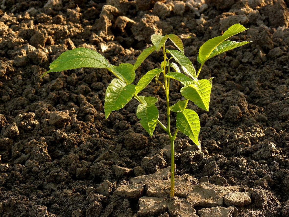 Как посадить грецкий орех осенью и весной: правила посадки саженца и ухода за деревом