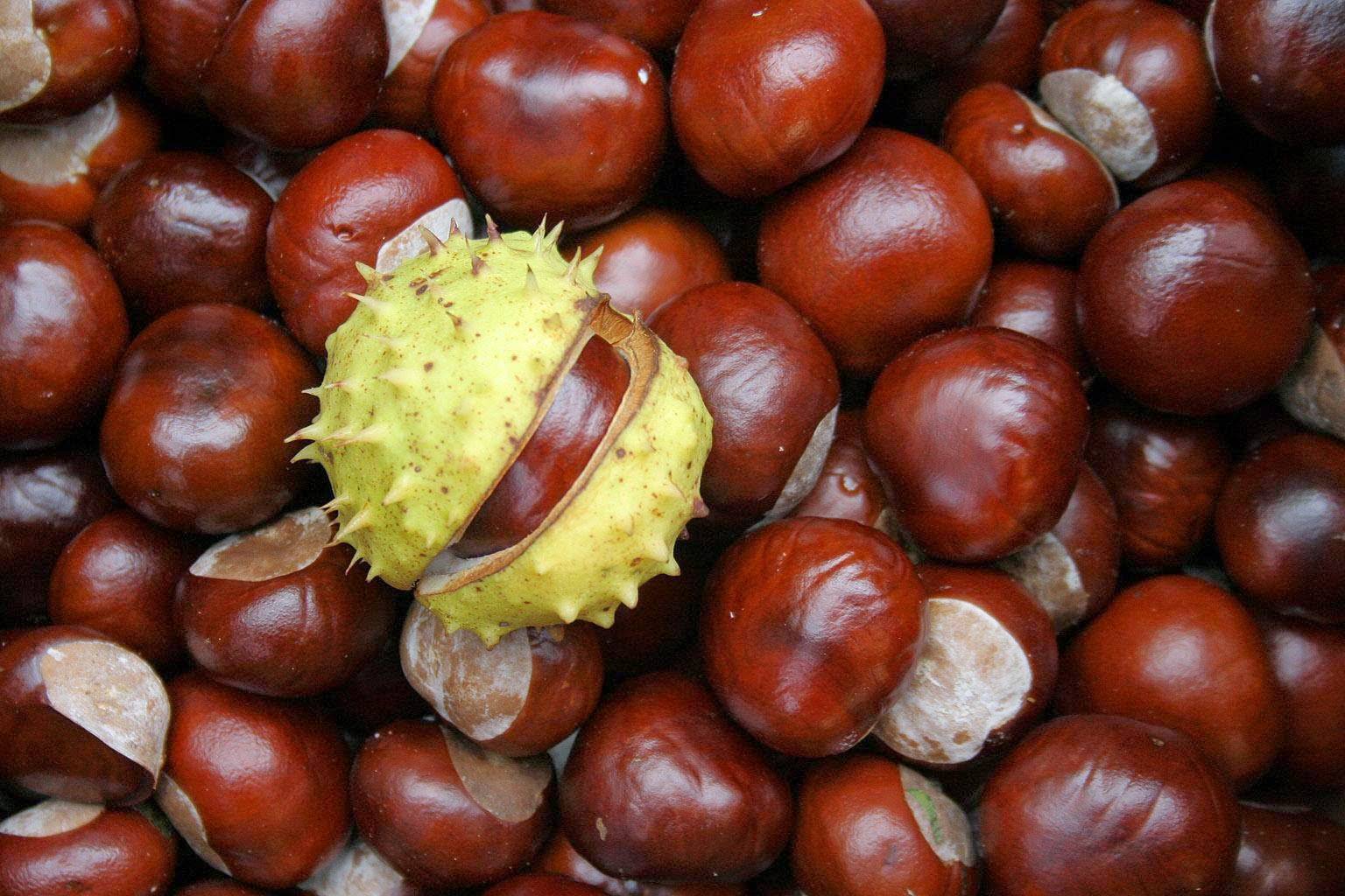 Орех каштана и его лечебные свойства