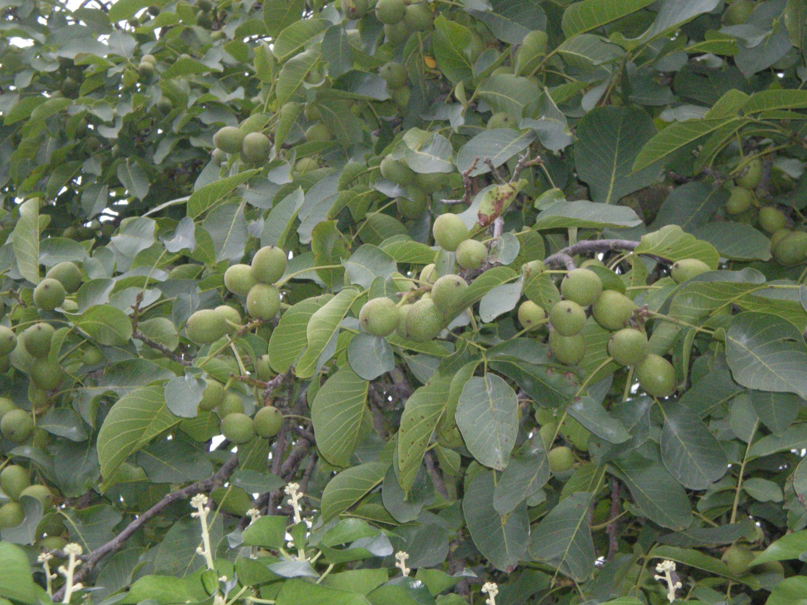 Фундук трапезунд урожайность с дерева: фундуковый сад бизнес план