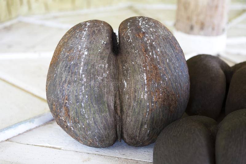 Коко-де-мер - самый необычный кокос - zefirka