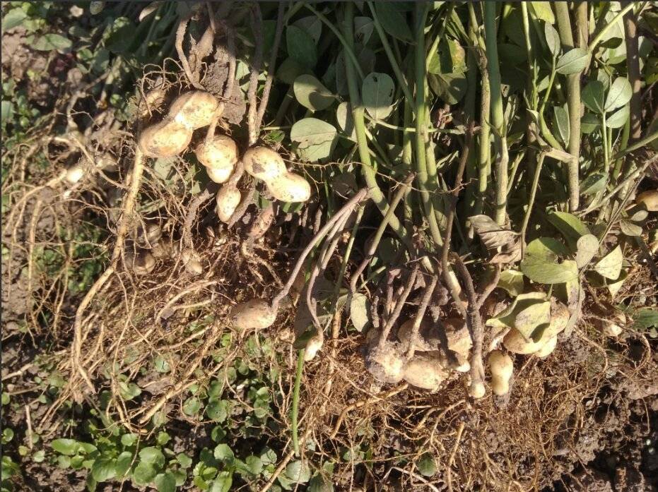 Выращивание арахиса | россельхоз.рф