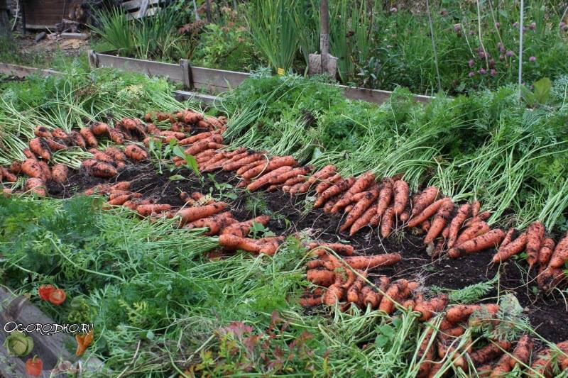 Как вырастить крупную морковь на огороде: советы огородников