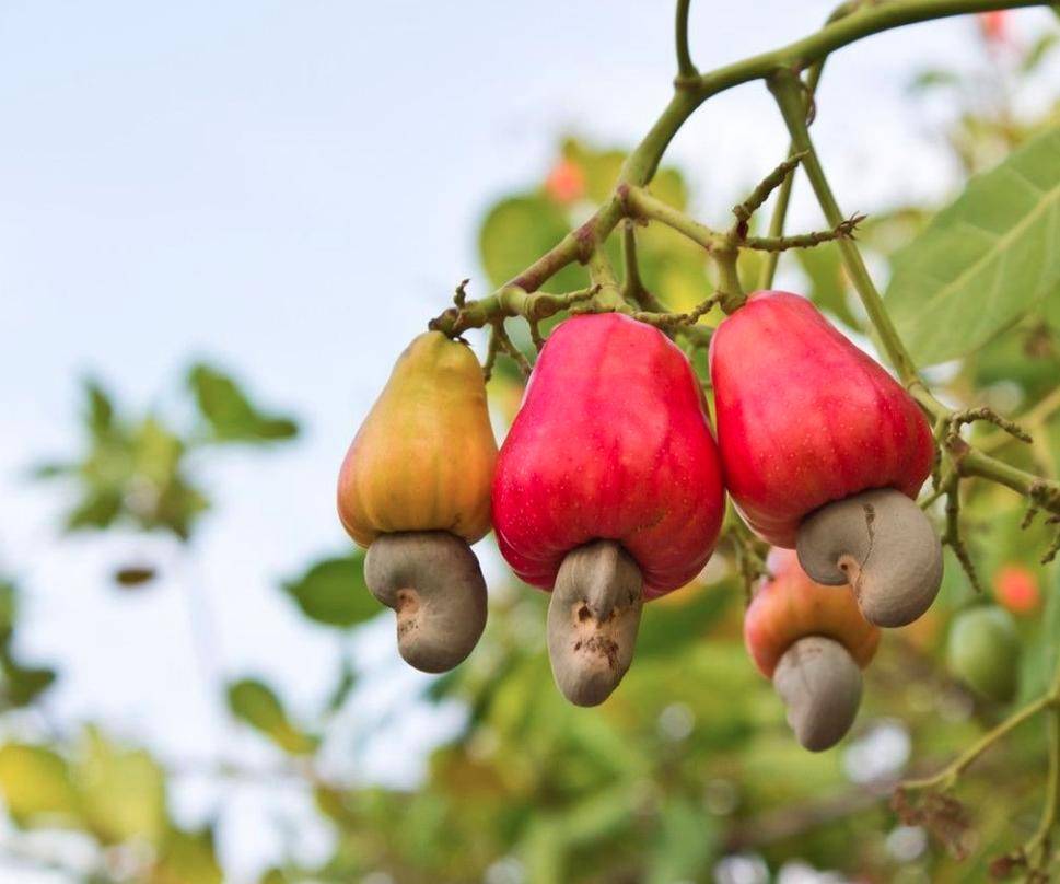 Кешью: как растет в природе ореховое дерево, как выглядит плод в скорлупе, а также орешки без оболочки, где выращивают продукт, в каких странах, как добывают ядра?