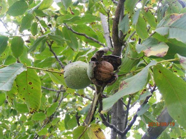Подкормка грецкого ореха весной, осенью и летом: чем можно удобрять молодой саженец и взрослое дерево, как подкармливать в осеннее и иное время?