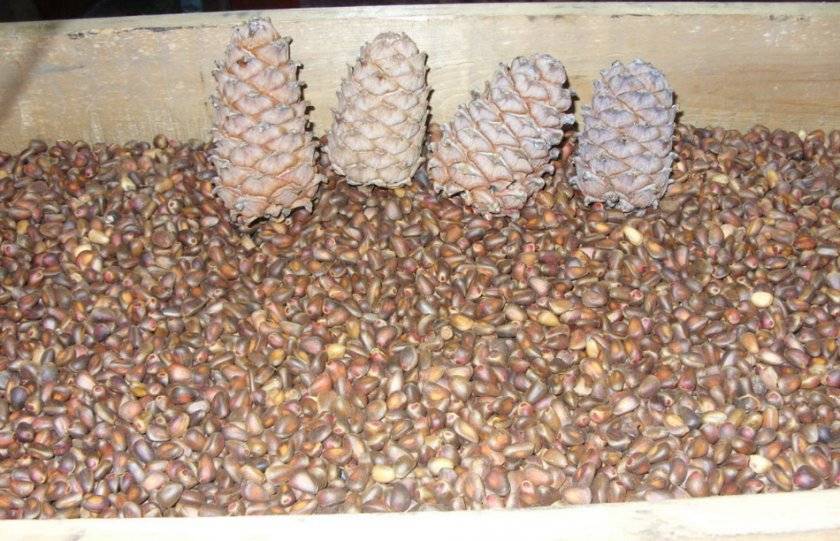 Как хранить кедровые орехи: очищенные, в шишках, в скорлупе