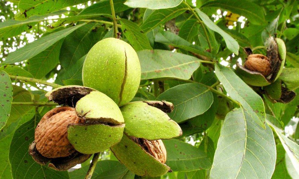 Описание и характеристики грецкого ореха сорта идеал, выращивание и уход
