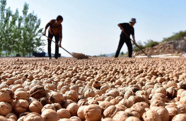 Выращивать грецкий орех в казахстане — не экзотика  — forbes kazakhstan