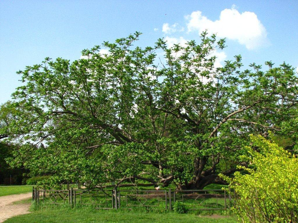 Посадка, выращивание, уход и размножение маньчжурского ореха: как вырастить маньчжурский орех на участке