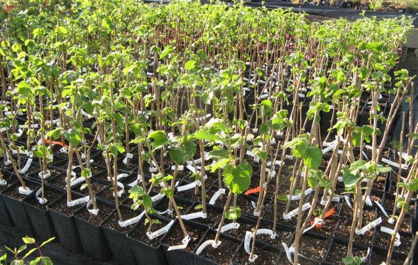 Фисташковое дерево: как растут фисташки на деревьях и выращивание в домашних условиях