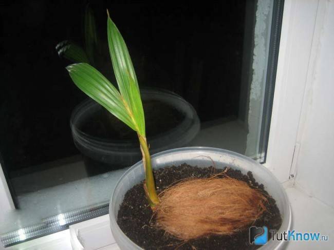 Экзотический кокос в домашних условиях: как посадить и почему не растет?