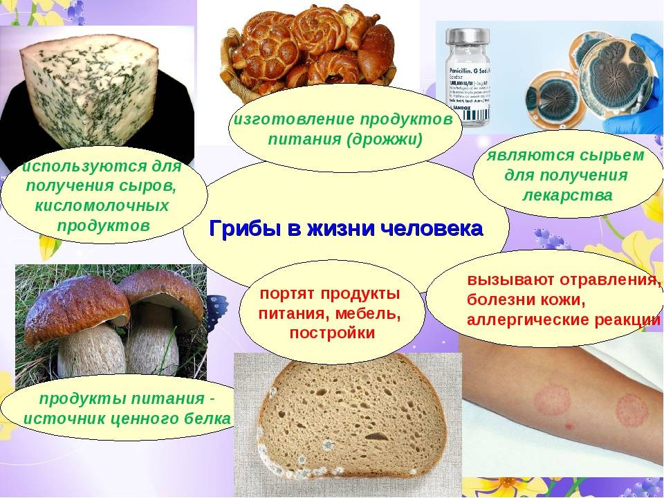 Пищевые и лечебные свойства грибов