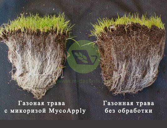 Микориза – симбиоз гриба и растения